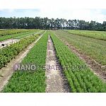 Establishment of plantations Establishment of plantations